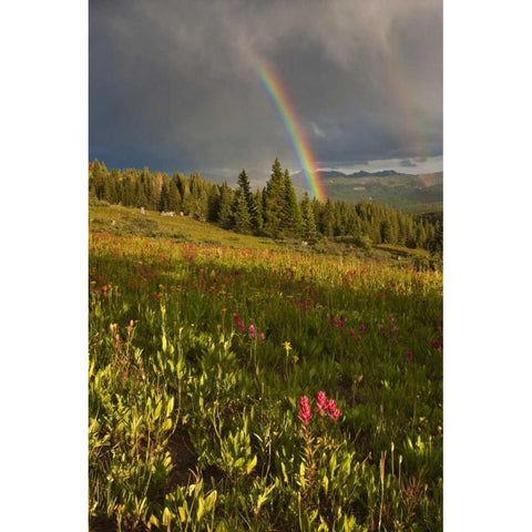 CO, Shrine Pass A sunset rainbow over meadow White Modern Wood Framed Art Print by Grall, Don