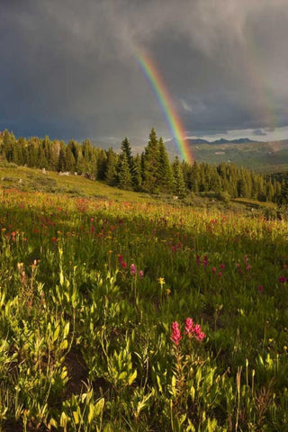 CO, Shrine Pass A sunset rainbow over meadow White Modern Wood Framed Art Print with Double Matting by Grall, Don