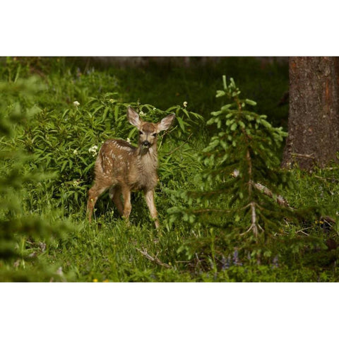 CO, White River NF Mule deer fawn in forest Black Modern Wood Framed Art Print by Grall, Don