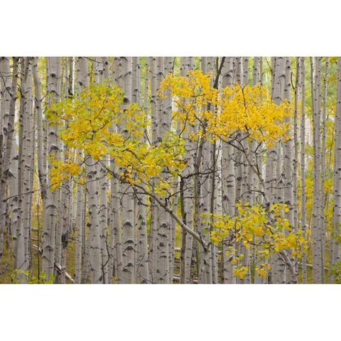 CO, White River NF A stand of aspens in autumn Gold Ornate Wood Framed Art Print with Double Matting by Grall, Don