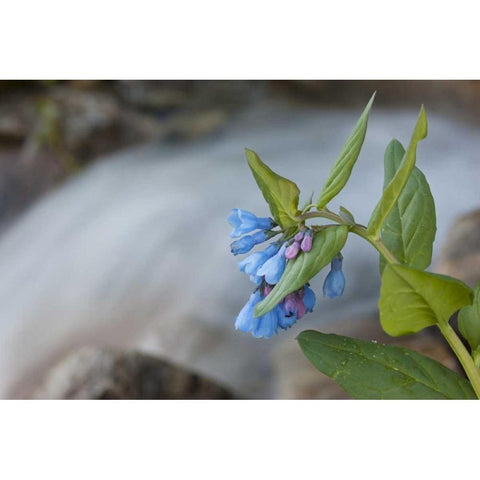 CO Mountain bluebells beside a rushing creek Black Modern Wood Framed Art Print by Grall, Don