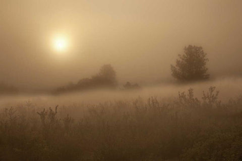 CO, Colorado Springs, Palmer Park Fog over field Black Ornate Wood Framed Art Print with Double Matting by Grall, Don