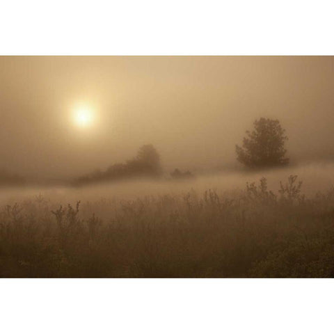 CO, Colorado Springs, Palmer Park Fog over field Black Modern Wood Framed Art Print by Grall, Don