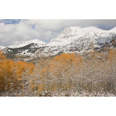 CO, Gunnison NF Aspens after a snowstorm Black Modern Wood Framed Art Print by Grall, Don