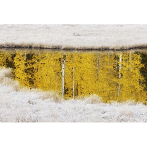 CO, San Juan Mts Autumn sunrise reflection Black Modern Wood Framed Art Print by Grall, Don