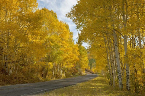 CO, Black Canyon, Road through fall trees Black Ornate Wood Framed Art Print with Double Matting by Grall, Don