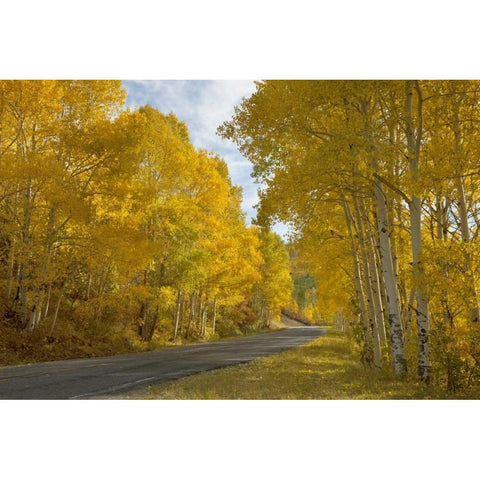 CO, Black Canyon, Road through fall trees Black Modern Wood Framed Art Print by Grall, Don
