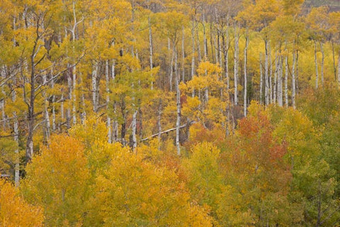 CO, White River NF Aspen grove in autumn foliage Black Ornate Wood Framed Art Print with Double Matting by Grall, Don