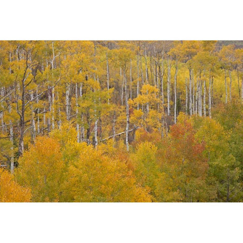 CO, White River NF Aspen grove in autumn foliage Black Modern Wood Framed Art Print by Grall, Don