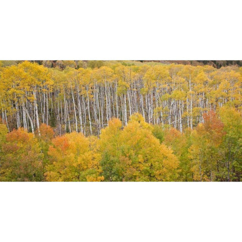 CO, White River NF Aspen grove in autumn foliage Black Modern Wood Framed Art Print with Double Matting by Grall, Don