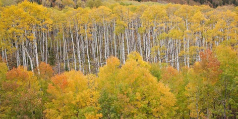CO, White River NF Aspen grove in autumn foliage White Modern Wood Framed Art Print with Double Matting by Grall, Don
