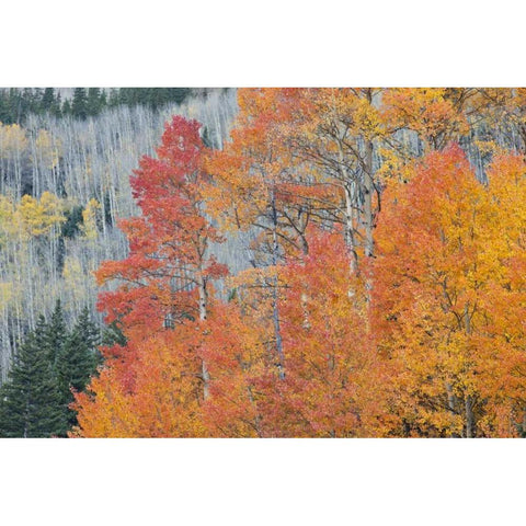 CO, San Juan Mts Aspen trees in autumn colors Gold Ornate Wood Framed Art Print with Double Matting by Grall, Don