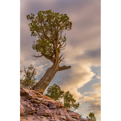 CO, Fruita Juniper at sunrise in Colorado NM Black Modern Wood Framed Art Print by Lord, Fred