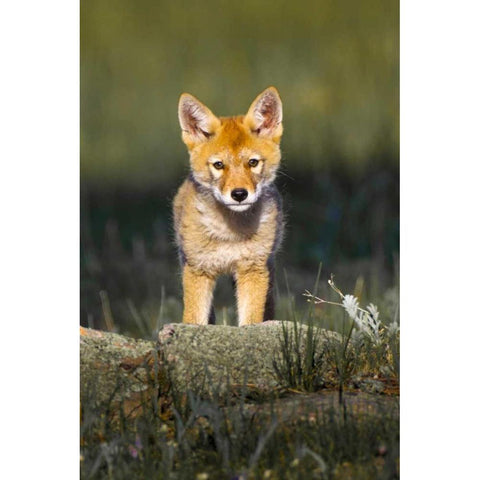 Colorado, Rocky Mountain NP Curious young coyote Black Modern Wood Framed Art Print by Lord, Fred