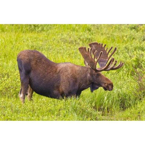 CO, Cameron Pass Bull moose with velvet antlers White Modern Wood Framed Art Print by Lord, Fred