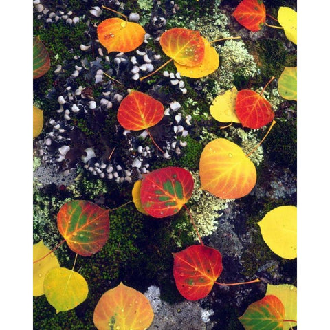 CO, Aspen leaves on a lichen covered rock Black Modern Wood Framed Art Print by Talbot Frank, Christopher
