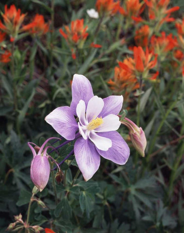 CO, Columbine flower in Yankee Boy Basin Black Ornate Wood Framed Art Print with Double Matting by Talbot Frank, Christopher