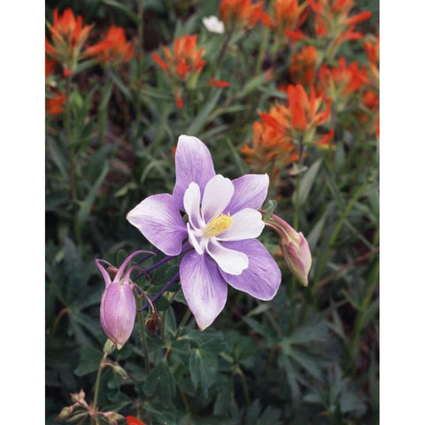 CO, Columbine flower in Yankee Boy Basin Black Modern Wood Framed Art Print by Talbot Frank, Christopher