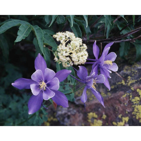 CO, Mutant Columbine flowers in the Rocky Mts Black Modern Wood Framed Art Print by Talbot Frank, Christopher