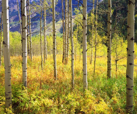 CO, Rocky Mts, Aspens in Autumn in the Rockies White Modern Wood Framed Art Print with Double Matting by Talbot Frank, Christopher