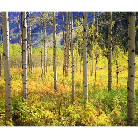 CO, Rocky Mts, Aspens in Autumn in the Rockies Black Modern Wood Framed Art Print by Talbot Frank, Christopher