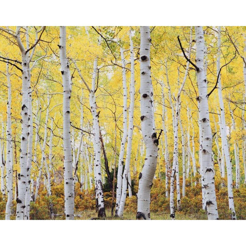 Colorado, Rocky Mts, Fall colors of Aspen trees Black Modern Wood Framed Art Print by Talbot Frank, Christopher