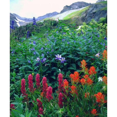 CO, flowers in Yankee Boy Basin in the Rocky Mts Black Modern Wood Framed Art Print by Talbot Frank, Christopher