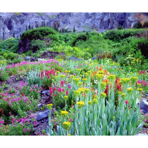 CO, flowers in Yankee Boy Basin in the Rocky Mts Black Modern Wood Framed Art Print by Talbot Frank, Christopher