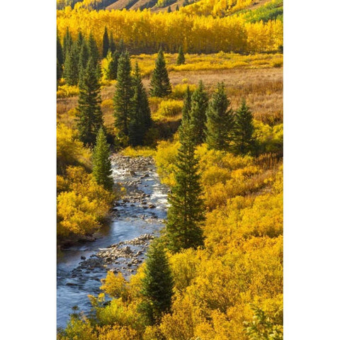 CO, Gunnison NF Autumn color and the East River Black Modern Wood Framed Art Print by Illg, Cathy and Gordon