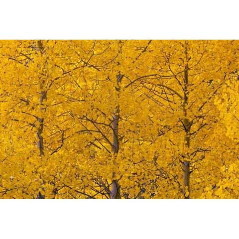 CO, Rocky Mts, Castle Valley Aspens in autumn Gold Ornate Wood Framed Art Print with Double Matting by Illg, Cathy and Gordon