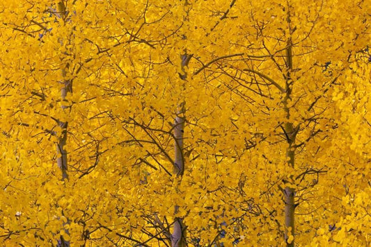Image Only