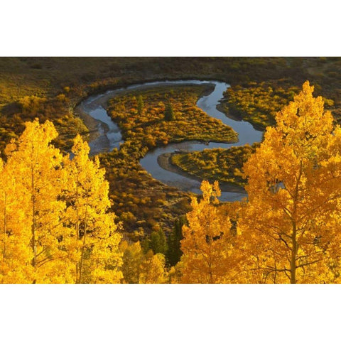 CO, Rocky Mts, Gunnison NF Autumn-colored aspens Black Modern Wood Framed Art Print by Illg, Cathy and Gordon