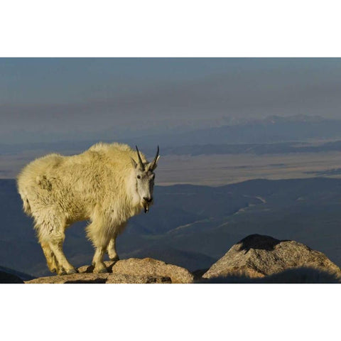 CO, Mount Evans Mountain goat Black Modern Wood Framed Art Print by Illg, Cathy and Gordon
