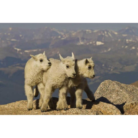 Colorado, Mount Evans Three mountain goat kids Black Modern Wood Framed Art Print by Illg, Cathy and Gordon