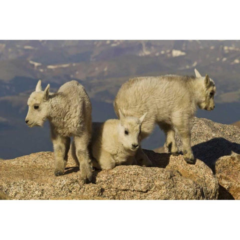 Colorado, Mount Evans Three mountain goat kids Black Modern Wood Framed Art Print by Illg, Cathy and Gordon