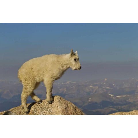 CO, Mount Evans Side view of mountain goat kid Black Modern Wood Framed Art Print by Illg, Cathy and Gordon