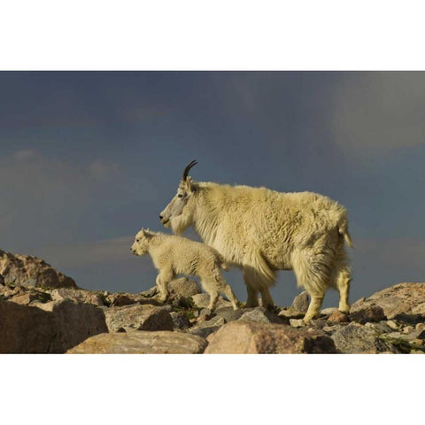Colorado, Mount Evans Mountain goat and kid Black Modern Wood Framed Art Print by Illg, Cathy and Gordon