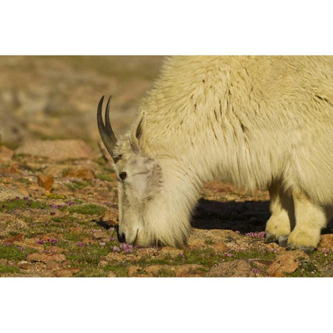 CO, Mount Evans Mountain goat feeding on flowers Black Modern Wood Framed Art Print by Illg, Cathy and Gordon