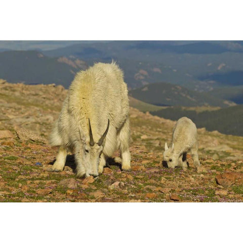 CO, Mount Evans Mountain goat and kid in meadow Gold Ornate Wood Framed Art Print with Double Matting by Illg, Cathy and Gordon