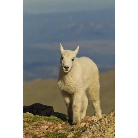 CO, Mount Evans Front view of mountain goat kid White Modern Wood Framed Art Print by Illg, Cathy and Gordon