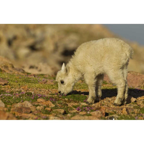CO, Mt Evans Mountain goat feeding on flowers Black Modern Wood Framed Art Print with Double Matting by Illg, Cathy and Gordon