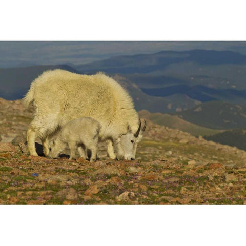CO, Mount Evans Mountain goat and kid in meadow Gold Ornate Wood Framed Art Print with Double Matting by Illg, Cathy and Gordon