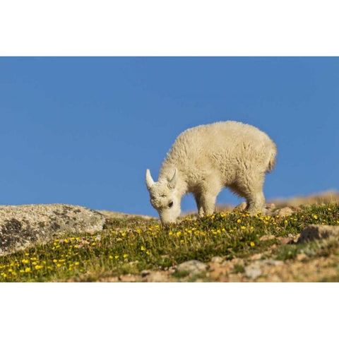 CO, Mt Evans Mountain goat feeding on flowers Black Modern Wood Framed Art Print by Illg, Cathy and Gordon
