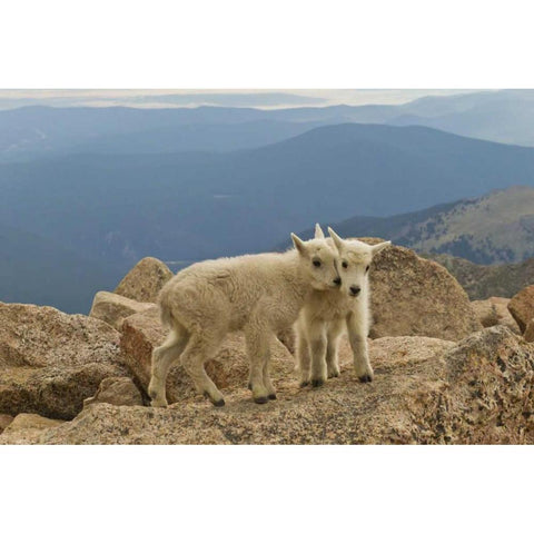 Colorado, Mount Evans Mountain goat kids on rock Black Modern Wood Framed Art Print by Illg, Cathy and Gordon