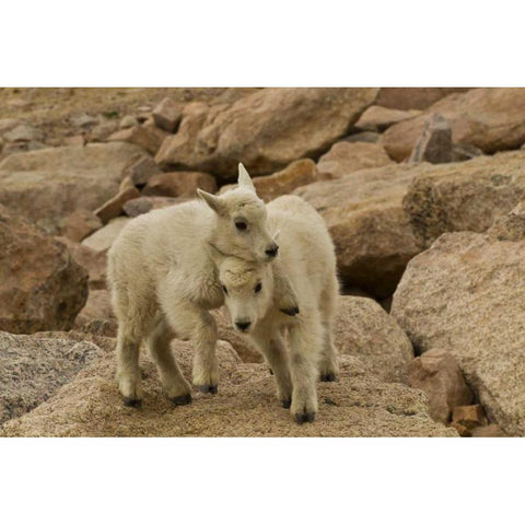 CO, Mt Evans Mountain goat kids playing on rock Black Modern Wood Framed Art Print by Illg, Cathy and Gordon