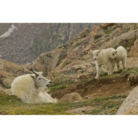 CO, Mt Evans Mountain goat kids and nanny Gold Ornate Wood Framed Art Print with Double Matting by Illg, Cathy and Gordon