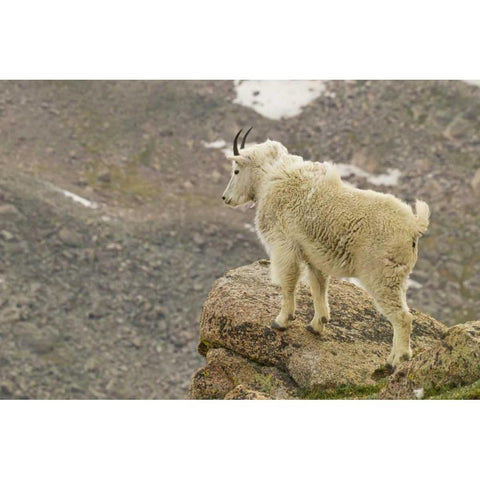 CO, Mt Evans Mountain goat yearling and scenery Black Modern Wood Framed Art Print by Illg, Cathy and Gordon