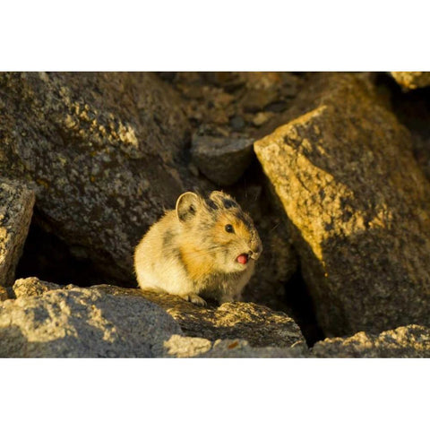 Colorado, Mt Evans Pika sticking its tongue out Black Modern Wood Framed Art Print with Double Matting by Illg, Cathy and Gordon