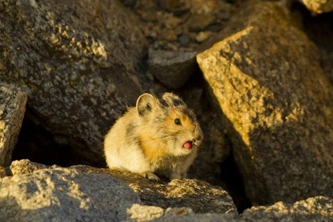 Colorado, Mt Evans Pika sticking its tongue out White Modern Wood Framed Art Print with Double Matting by Illg, Cathy and Gordon