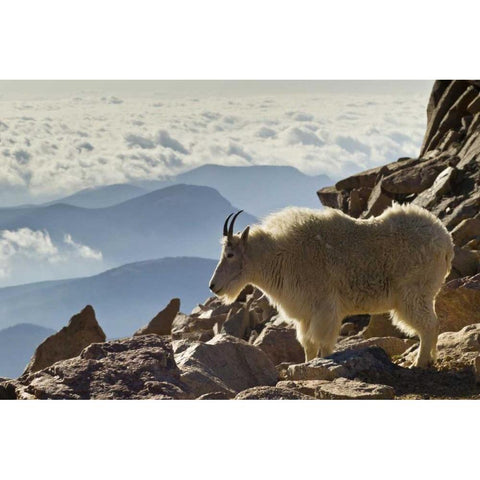 Colorado, Mount Evans Mountain goat and scenery Black Modern Wood Framed Art Print by Illg, Cathy and Gordon